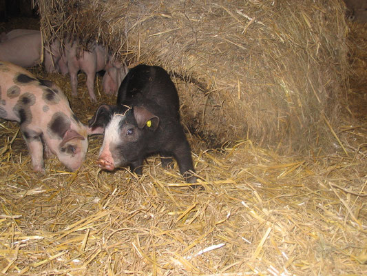 Les porcelets plein air