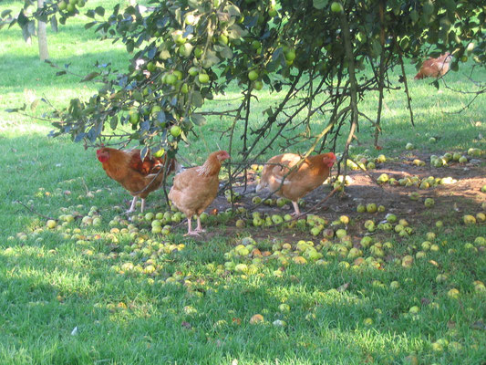 Poulets en plein air dans le bocage normand